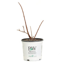 Load image into Gallery viewer, 1 Gal. Pinky Winky Hardy Hydrangea (Paniculata) Live Shrub, White and Pink Flowers