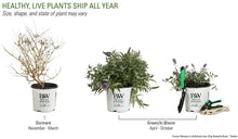 Load image into Gallery viewer, 1 Gal. Lo & Behold 'Lilac Chip' Butterfly Bush (Buddleia) Live Shrub, Lavender-Pink Flowers