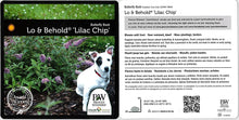 Load image into Gallery viewer, 1 Gal. Lo & Behold 'Lilac Chip' Butterfly Bush (Buddleia) Live Shrub, Lavender-Pink Flowers