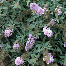 Load image into Gallery viewer, 1 Gal. Lo & Behold 'Lilac Chip' Butterfly Bush (Buddleia) Live Shrub, Lavender-Pink Flowers