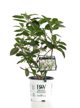 Load image into Gallery viewer, 1 Gal. Pinky Winky Hardy Hydrangea (Paniculata) Live Shrub, White and Pink Flowers