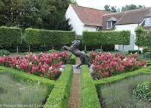 Load image into Gallery viewer, 1 Gal. Pinky Winky Hardy Hydrangea (Paniculata) Live Shrub, White and Pink Flowers