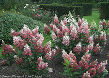 Load image into Gallery viewer, 1 Gal. Pinky Winky Hardy Hydrangea (Paniculata) Live Shrub, White and Pink Flowers