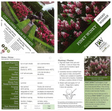 Load image into Gallery viewer, 1 Gal. Pinky Winky Hardy Hydrangea (Paniculata) Live Shrub, White and Pink Flowers