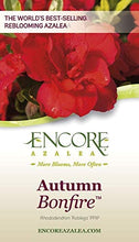 Load image into Gallery viewer, Encore Azalea Autumn Bonfire