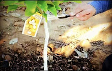 Load image into Gallery viewer, IV Organic 3-in-1 Plant Guard, 1 Pint (White)