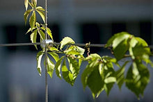 Load image into Gallery viewer, Diamond Pattern Wire Trellis