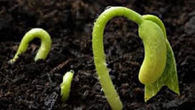 Load image into Gallery viewer, RSI Hydroponic Seed Tray 128 &amp; 242 Plugs