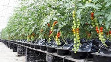 Load image into Gallery viewer, SOHUM Living Soil, Organic Fertilizer, Organic Plant Food, Soil Amendment. Increases Yields. Vegetable Fertilizer, Flower Fertilizer. Non-GMO. Eco-Friendly. Just Add Water! No Mixing (1)