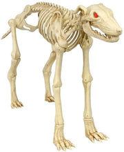 Load image into Gallery viewer, Spooky Hollow 34 Inch Life Size Animated Halloween Greyhound Crazy Bones Skeleton with Sound - Eyes Light Up Red