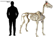 Load image into Gallery viewer, Home Accents Holiday 74 in. Halloween Standing Skeleton Horse-6342-86676
