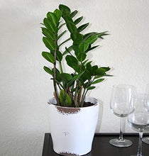 Load image into Gallery viewer, Costa Farms ZZ Zamioculcas Zamiifolia Live Indoor Plant