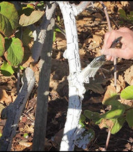 Load image into Gallery viewer, IV Organic 100534572 White 3-in-1 Plant Guard, 1 Pint