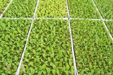 Load image into Gallery viewer, RSI Hydroponic Seed Tray 128 &amp; 242 Plugs