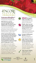 Load image into Gallery viewer, Encore Azalea Autumn Bonfire