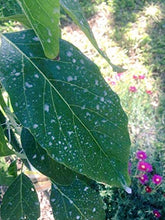 Load image into Gallery viewer, IV Organic 3-in-1 Plant Guard, 1 Pint (White)