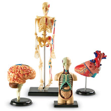 Load image into Gallery viewer, Learning Resources Anatomy Models Bundle Set