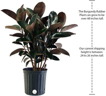 Load image into Gallery viewer, Costa Farms Ficus elastica Rubber Tree Live Indoor Plant