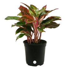 Load image into Gallery viewer, Costa Farms Siam Aglaonema Chinese Evergreen Live Indoor Tabletop Plant in 6-Inch Grower Pot