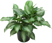 Load image into Gallery viewer, Costa Farms Silver Bay Aglaonema Chinese Evergreen in 9.25-Inch Grower Pot