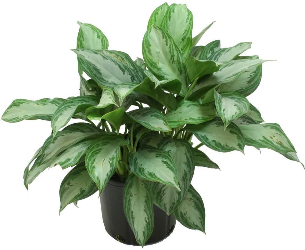 Costa Farms Silver Bay Aglaonema Chinese Evergreen in 9.25-Inch Grower Pot