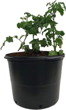 Load image into Gallery viewer, Viagrow Gallon Nursery Pots