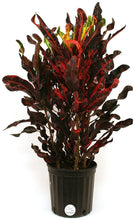 Load image into Gallery viewer, Costa Farms Croton Red Mammey Live Indoor Floor Plant in 8.75-Inch Grower Pot