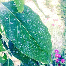 Load image into Gallery viewer, IV Organic 100534572 White 3-in-1 Plant Guard, 1 Pint