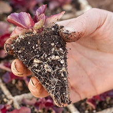 Load image into Gallery viewer, RSI Hydroponic Seed Tray 128 &amp; 242 Plugs
