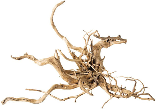 Galapagos Spider Wood