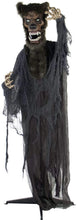 Load image into Gallery viewer, Haunted Hill Farm HHWOLF-2FLSA Life-Size Animatronic Werewolf, Indoor/Outdoor Halloween Decoration, Multi