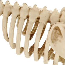 Load image into Gallery viewer, Spooky Hollow 34 Inch Life Size Animated Halloween Greyhound Crazy Bones Skeleton with Sound - Eyes Light Up Red