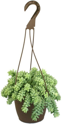 6 in. Hanging Basket Donkey Tails Plant