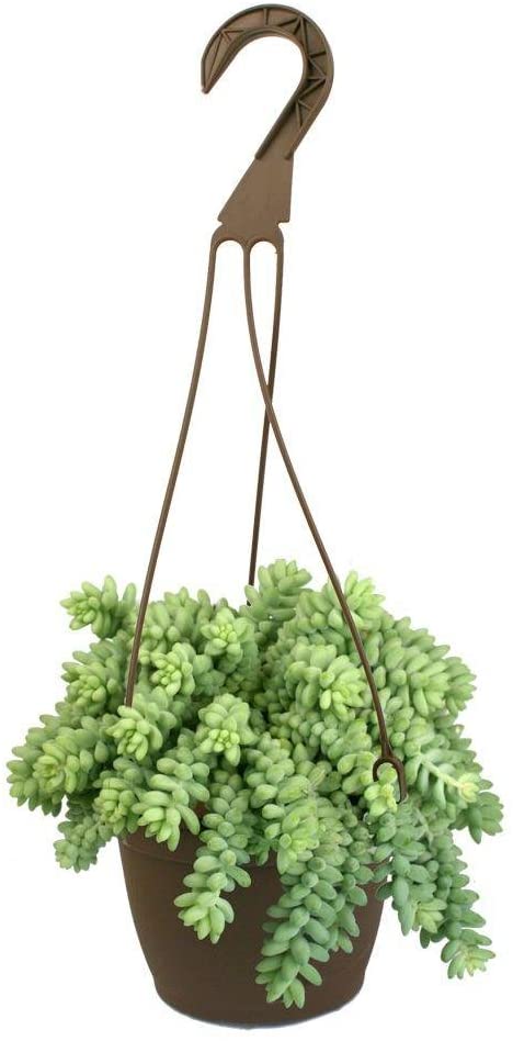 6 in. Hanging Basket Donkey Tails Plant