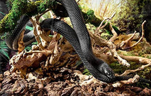 Load image into Gallery viewer, Galapagos Spider Wood