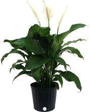 Load image into Gallery viewer, Costa Farms Spathiphyllum Peace Lily Live Indoor Plant in Premium