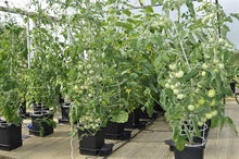 Load image into Gallery viewer, SOHUM Living Soil, Organic Fertilizer, Organic Plant Food, Soil Amendment. Increases Yields. Vegetable Fertilizer, Flower Fertilizer. Non-GMO. Eco-Friendly. Just Add Water! No Mixing (1)
