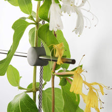 Load image into Gallery viewer, Vigoro 8 ft. x 3 ft. Stainless Steel Wire Rope Plant Trellis Kit