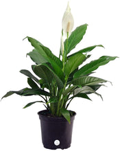 Load image into Gallery viewer, Costa Farms Spathiphyllum Peace Lily Live Indoor Plant in Premium