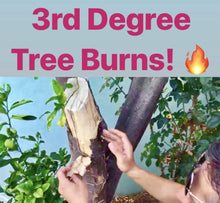 Load image into Gallery viewer, IV Organic 100534572 White 3-in-1 Plant Guard, 1 Pint