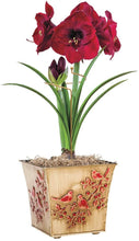 Load image into Gallery viewer, BRECK&#39;S Deluxe Amaryllis Plant Support Stakes - Set of 3 - Ensure That Your Indoor Amaryllis Plants Remain Upright and Beautiful All Season Long.