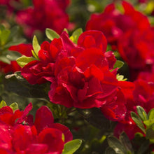 Load image into Gallery viewer, Encore Azalea Autumn Bonfire