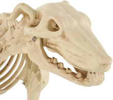 Load image into Gallery viewer, Spooky Hollow 34 Inch Life Size Animated Halloween Greyhound Crazy Bones Skeleton with Sound - Eyes Light Up Red