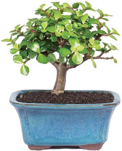 Load image into Gallery viewer, Brussel&#39;s Live Dwarf Jade Indoor Bonsai Tree
