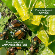 Load image into Gallery viewer, BioAdvanced Gal Tree and Shrub Control,