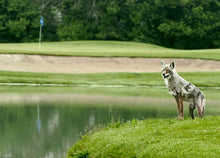 Load image into Gallery viewer, Bird-X Coyote Flat Decoy