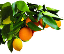 Load image into Gallery viewer, Jobe&#39;s 01000 1000 Tree Fertilizer Spikes 16-4-4, 5