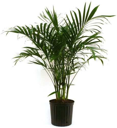 Delray Plants Cateracterum Palm in 9-1/4 in. Pot