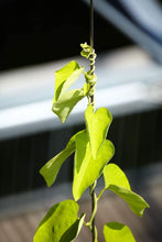 Load image into Gallery viewer, Jakob 96 in. Wire Rope Plant Trellis System