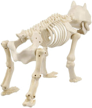Load image into Gallery viewer, Home Accents Holiday 19 in. Animated Skeleton Dog